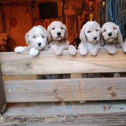 Goldendoodle Puppies from Ninnie's Doodles