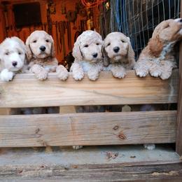 Goldendoodle Puppies from Ninnie's Doodles