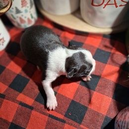 WBCOLLAR - Black and white male Boston Terrier puppy in Gaffney, South Carolina from Battlefield Kennels