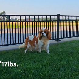 Lulu - Cavalier King Charles Spaniel