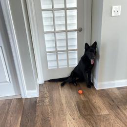 German Shepherd puppies from Trusting Hearts Kennel