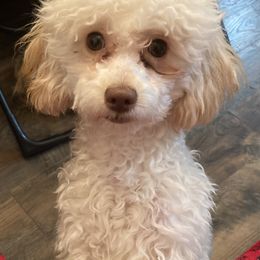 Poodle Puppies from House of  Red Toy Poodles