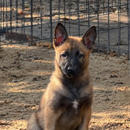 Amya - loving gentle natured female with training - Fawn sable female Belgian Malinois puppy in Dallas, Texas from Kaizen Ruach Malinois