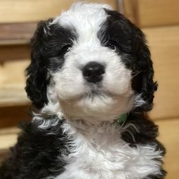 Clark - Black and white Sheepadoodle puppy in Candler, North Carolina from Celia's Sheepadoodles