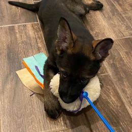 German Shepherd Puppies from Büserhaus Working Dogs