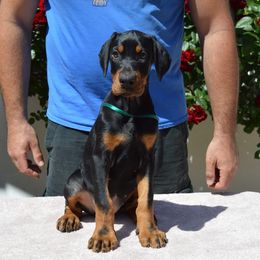 Doberman Pinscher Puppies from JM Dobermans