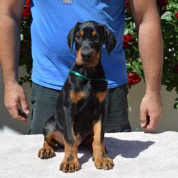 Doberman Pinscher Puppies from JM Dobermans
