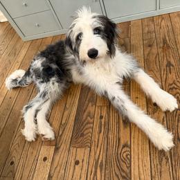 Hawkeye - male Australian Mountain Doodle puppy in Williamston, South Carolina from Sassy Bob’s Dogs