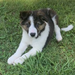 AERO - Border Collie puppy in Jonesboro, Arkansas from Hampton Border Collies
