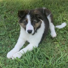 AERO - Border Collie puppy in Jonesboro, Arkansas from Hampton Border Collies