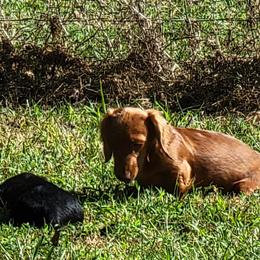 Dachshund Puppies from CLARK'S BREEDING PROGRAM