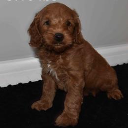 Nico - Red  male Goldendoodle puppy in Jasper, Indiana from Hilltop Pups By Abby,LLC