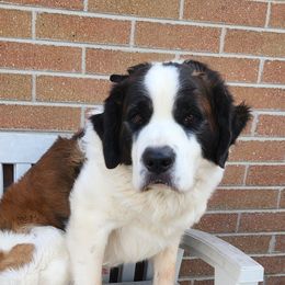 Chevy Holtz - Saint Bernard
