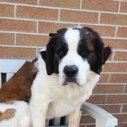 Chevy Holtz - Saint Bernard