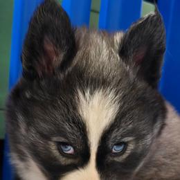Jubilee - Agouti and white female Siberian Husky puppy in East Tawas, Michigan from BurnsBerg's Woolies