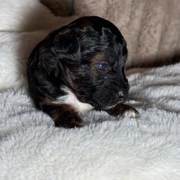 AKC Chestnut - Male - Clear - Phantom male Poodle puppy in Tampa, Florida from The Sweet Life of a Toy Poodle