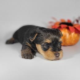 Orange collar girl - Black and tan female Yorkshire Terrier puppy in Jacksonville, Florida from Yorkieology