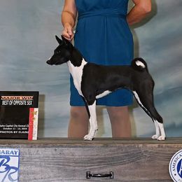 Holly - Basenji