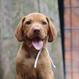Forky - Golden rust male Vizsla puppy in Bloomington, Indiana from Envizion