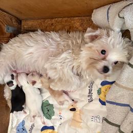 KC - Yorkshire Terrier