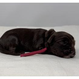 Phoebe - Chocolate female Australian Labradoodle puppy in Sacramento, California from Little Farmstead Labradoodles