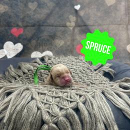 Spruce - Yellow male Dilute Retriever puppy in Forest City, Iowa from Helm Labs