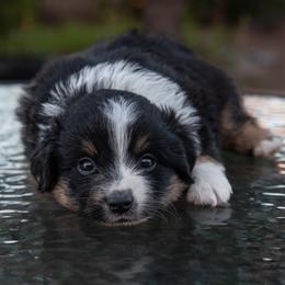 Cash - Black tri male Miniature Australian Shepherd puppy in Chino Valley, Arizona from Perkins Mini/Toy Aussies
