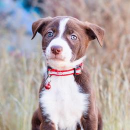 McNab Puppies from Vanir McNab Shepherds