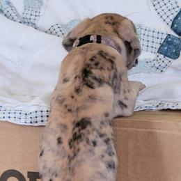 Great Dane Puppies from RCM Great Danes