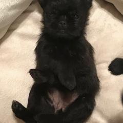 Bernese Mountain Dog and Brussels Griffon Puppies from Brooks Berner Bears