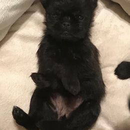 Bernese Mountain Dog and Brussels Griffon Puppies from Brooks Berner Bears