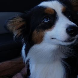 Lacy - Toy Australian Shepherd