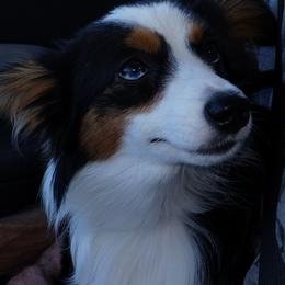 Lacy - Toy Australian Shepherd