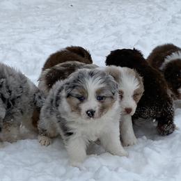 Aussiedoodle and Australian Shepherd Puppies from SS Australian Shepherds