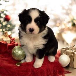 Harper - Black tri female Miniature American Shepherd puppy in Easley, South Carolina from Tanya Strickland