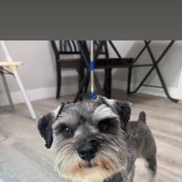 Doc - Miniature Schnauzer