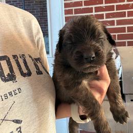 Coop (No Collar) - Reddish brown male Leonberger puppy in Manchester, Tennessee from Bois D’Arc Leonbergers