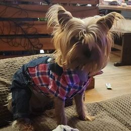 Caris - Yorkshire Terrier
