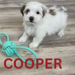 AKC COOPER - Black and white male Havanese puppy in Fielding, Utah from LUCKY HAVANESE