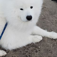 American Eskimo Dogs from Cathy's American Eskimo Dogs