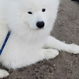 American Eskimo Dogs from Cathy's American Eskimo Dogs