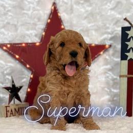 Goldendoodle Puppies from Jeremy Dafoe