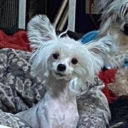 American Hairless Terriers and Chinese Cresteds from Gaffers