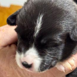 Yellow collar - Black and white female Cardigan Welsh Corgi puppy in Omaha, Arkansas from DnD Corgis