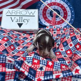 Choc pie long coat - Chocolate and tan male Dachshund puppy in Spicer, Minnesota from Arrow Valley