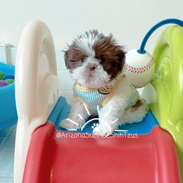 Shih Tzu Puppies from Arizona Sunrise Shih Tzus
