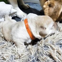 Puppy 6 - Yellow male Labrador Retriever puppy in Norwell, Massachusetts from Gabriel Ben-Yosef's Labs