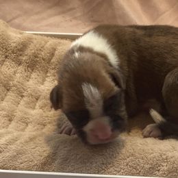 Girl 2 - Boxer puppy in Canterbury, Connecticut from Franklin’s Boxers