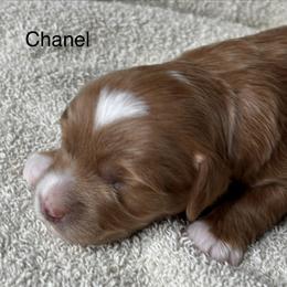 Chanel - Red  female Goldendoodle puppy in Colorado Springs, Colorado from Pikes Peak Doodles