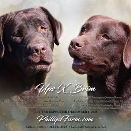 Labrador Retriever puppies from Lakylu Kennels